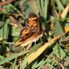 Pearl Crescent Butterfly