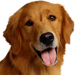 Cover Image of Download Dog Breeds 1.1 APK