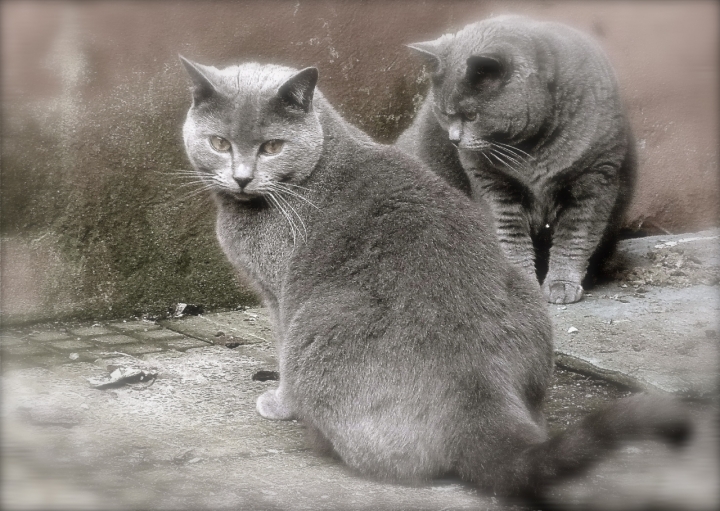 Gatti di Corte di Ilgrigio