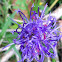 round-headed rampion