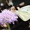 Cabbage White Butterfly