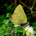 Clench's Greenstreak