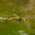 Rana común (Iberian waterfrog)