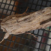 Southern Armyworm Moth