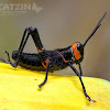 Lubber grasshopper Nymph