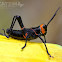 Lubber grasshopper Nymph