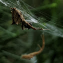 Featherlegged Orbweaver