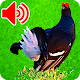 Download Decoy For Black Grouse For Hunting For PC Windows and Mac