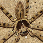 Cane Spider