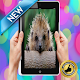 Download Best Cute Hedgehog For PC Windows and Mac 1.0