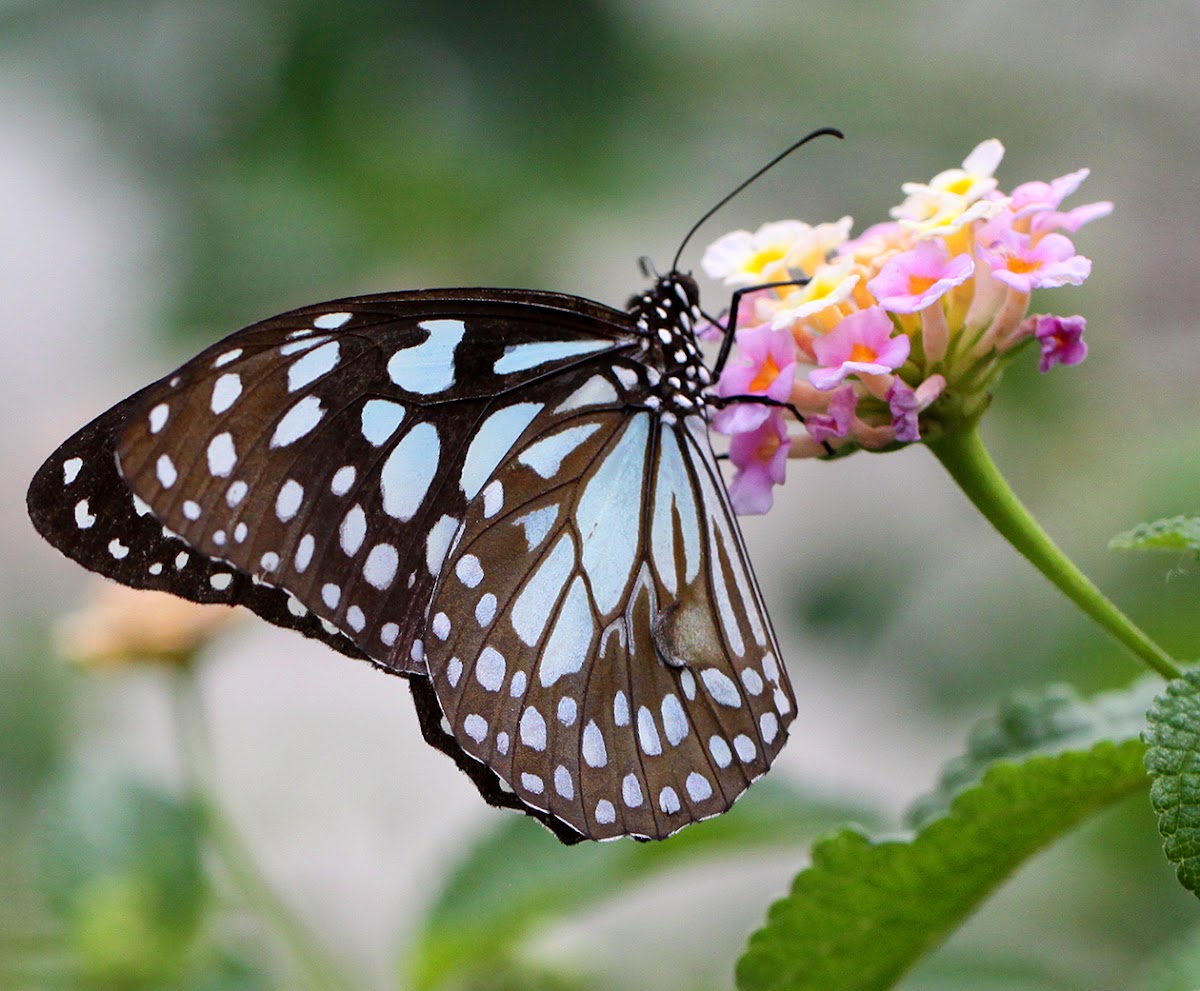 Blue Tiger