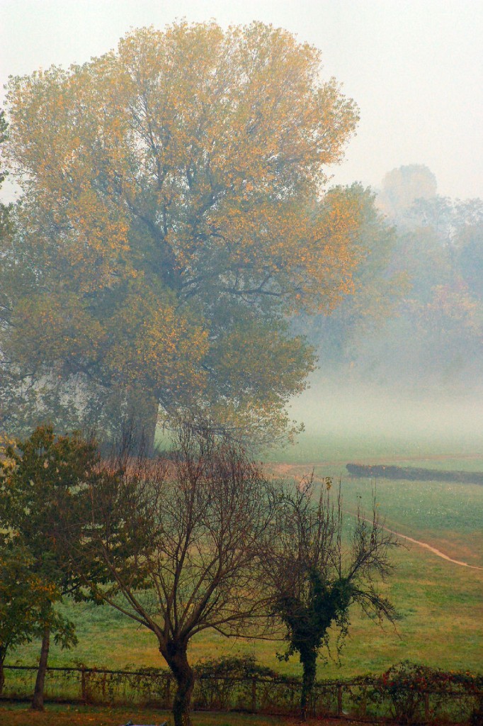 La nebbia del primo mattino... di Susy Maglione