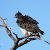 Martial Eagle