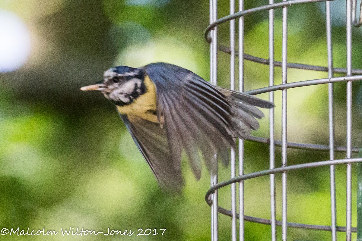 Blue Tit