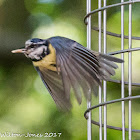 Blue Tit