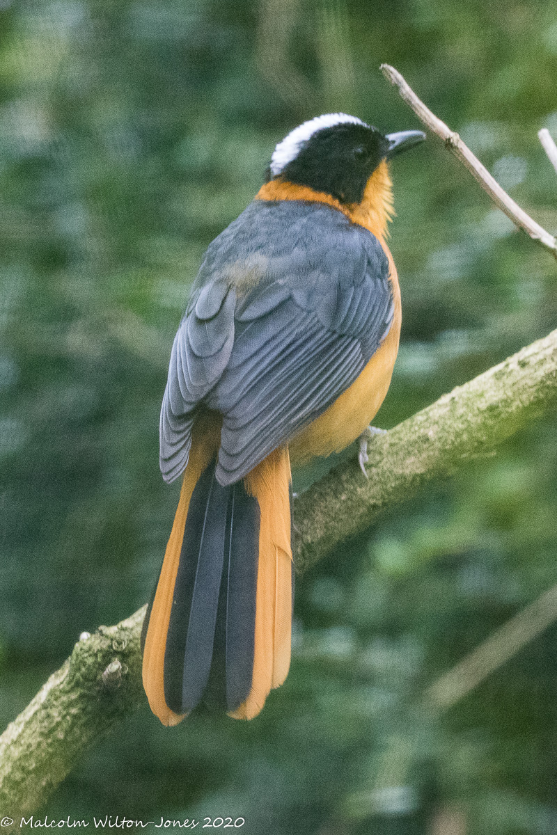 Snowy-crowned Robin-chat