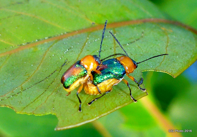 Iridescent Leaf Cylinder Beetle