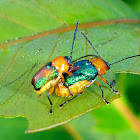 Iridescent Leaf Cylinder Beetle