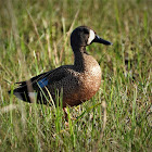 Blue-winged teal