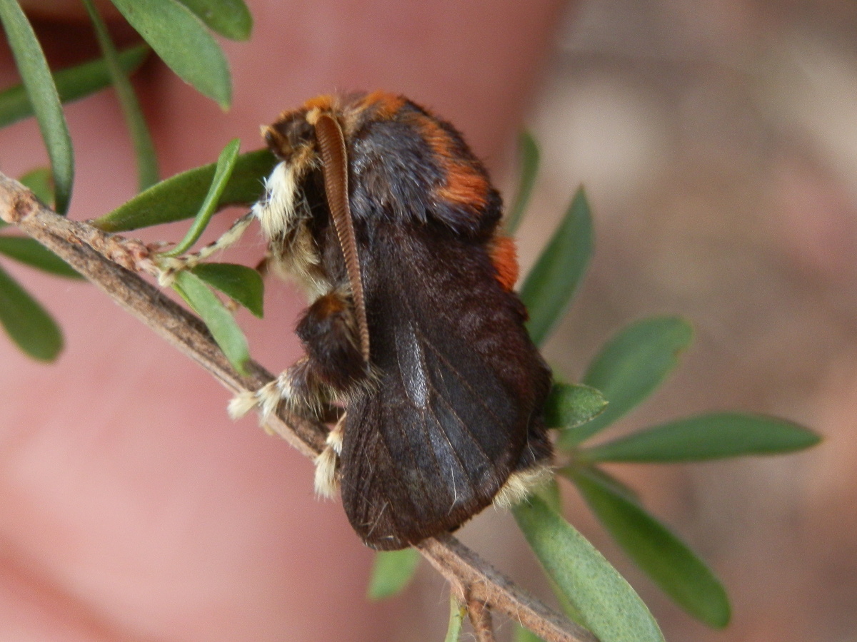 Painted Cup Moth -male