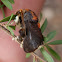 Painted Cup Moth -male