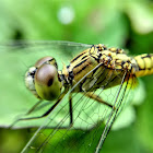 Chalky Percher Dragonfly