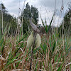 Common Milkweed