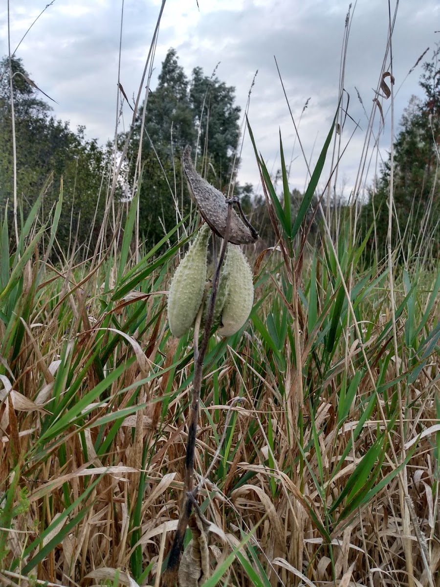 Common Milkweed