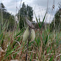 Common Milkweed