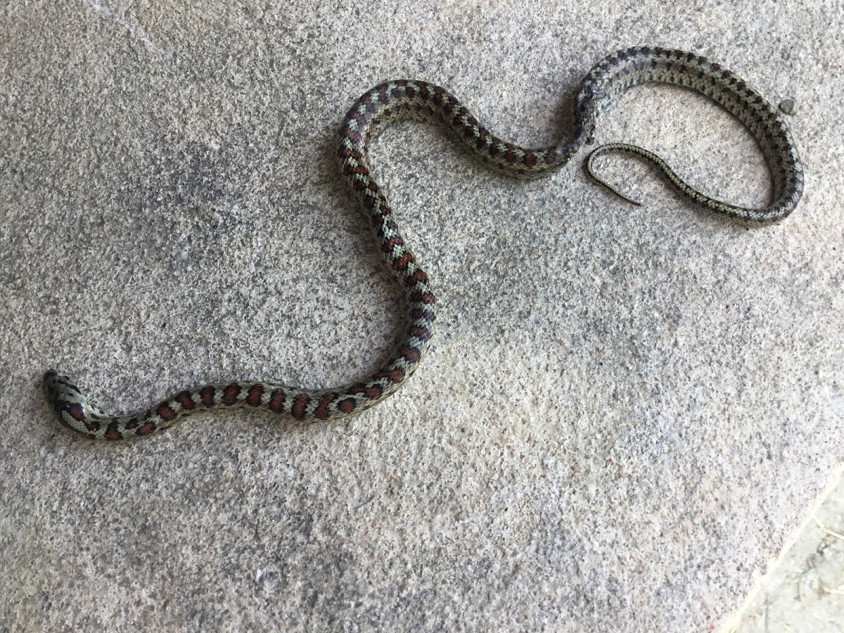 Leopard snake