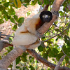 Crowned Sifaka