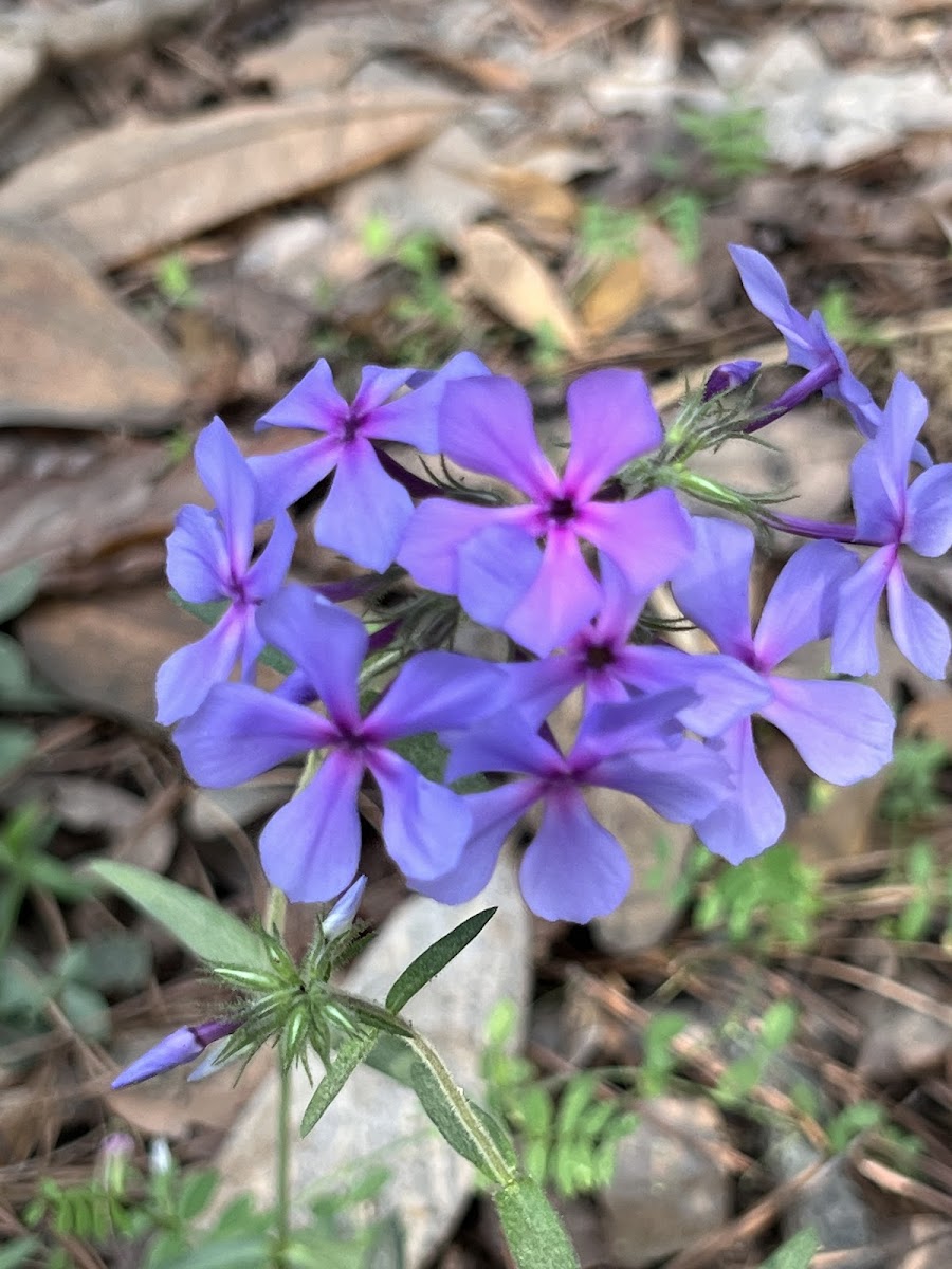 Wild Blue Phlox