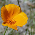 California poppy