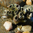 Common Barnacle