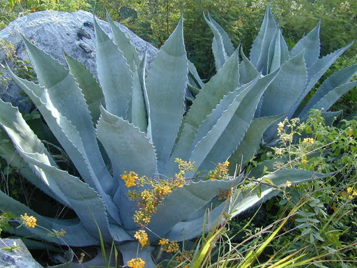 <b>Agave Americana</b> có hình dạng gần giống cây nha đam thông thường nhưng lại rất độc khi ăn phải. (Ảnh internet)