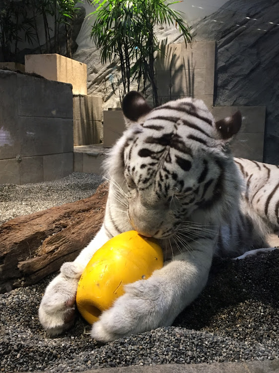 シエンタのニフレル・ペンギン・ホワイトタイガー・立駐は盛れるに関するカスタム事例の投稿画像3枚目