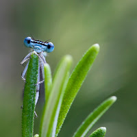 Giugno damigella in posa di 