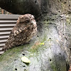 Tawny frog mouth