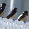 Barn Swallow