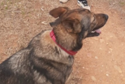 Police dog Misty helped track down a father who had disappeared with his daughter after an argument with the child's mother. 