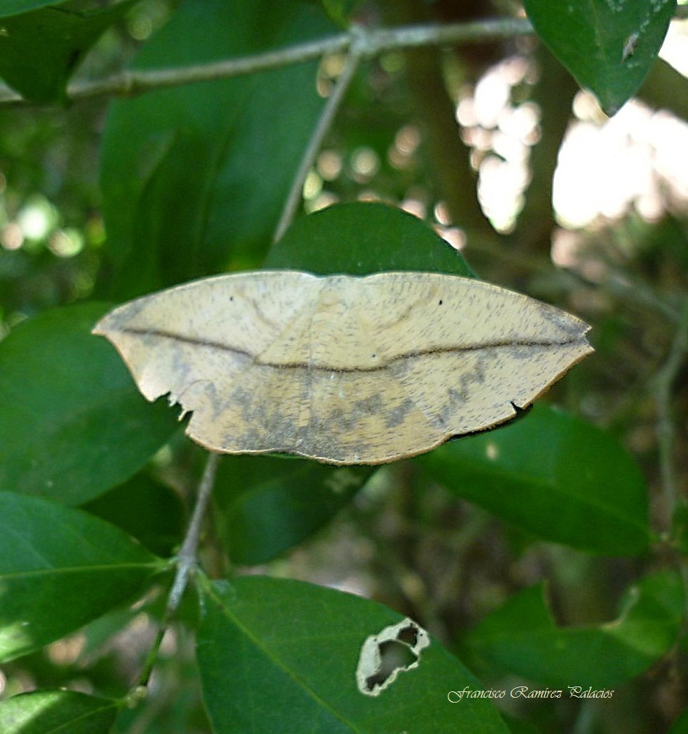 Geometrid Moth