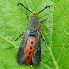 Squash Vine Borer