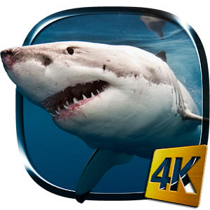  Shark  4K Live  Wallpaper  Android Apps on Google Play