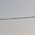 Barn Swallow; Golondrina Común