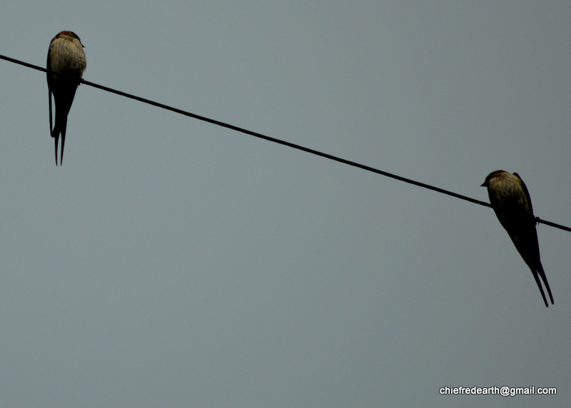 red-rumped swallow