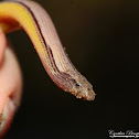 Southern California Legless Lizard