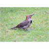 Guatemalan flicker