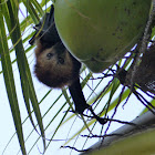 Mauritian Flying Fox