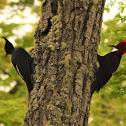 Carpintero negro