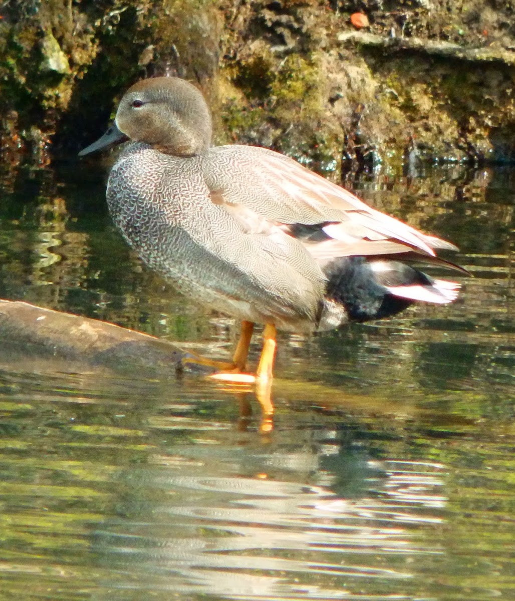 Gadwall